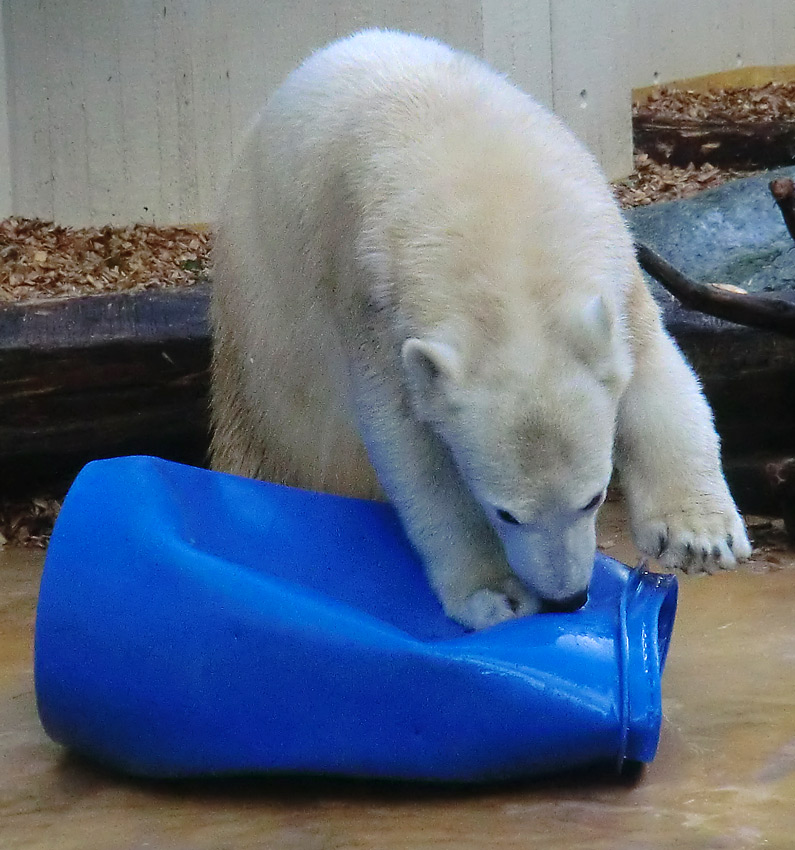 Eisbärjungtier ANORI am 17. Februar 2013 im Zoologischen Garten Wuppertal