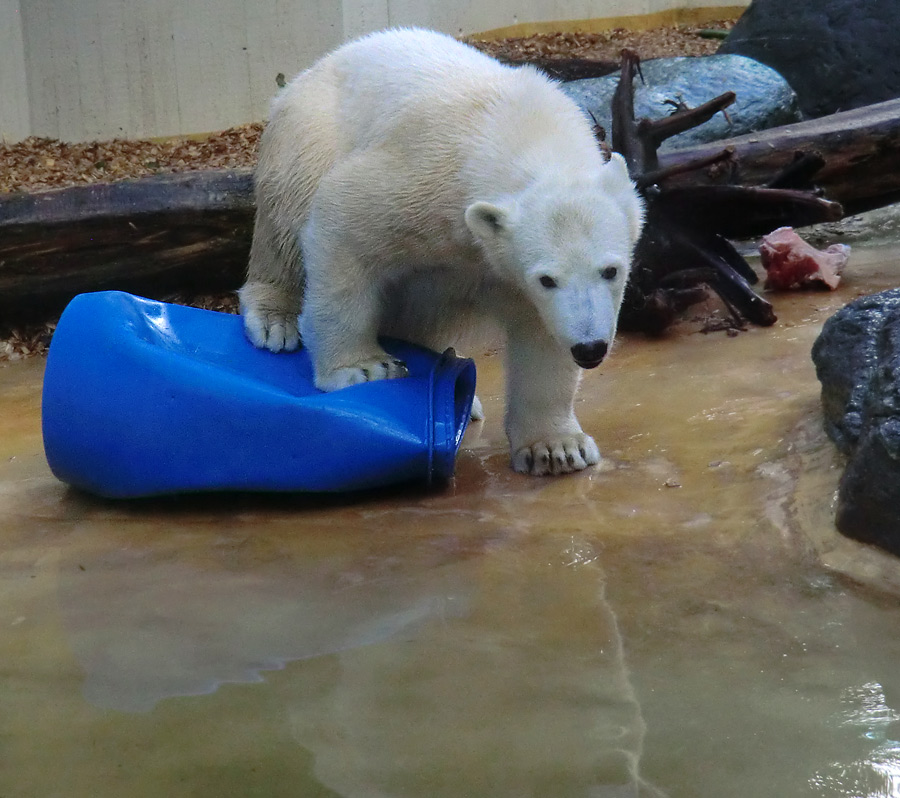 Eisbärjungtier ANORI am 17. Februar 2013 im Wuppertaler Zoo