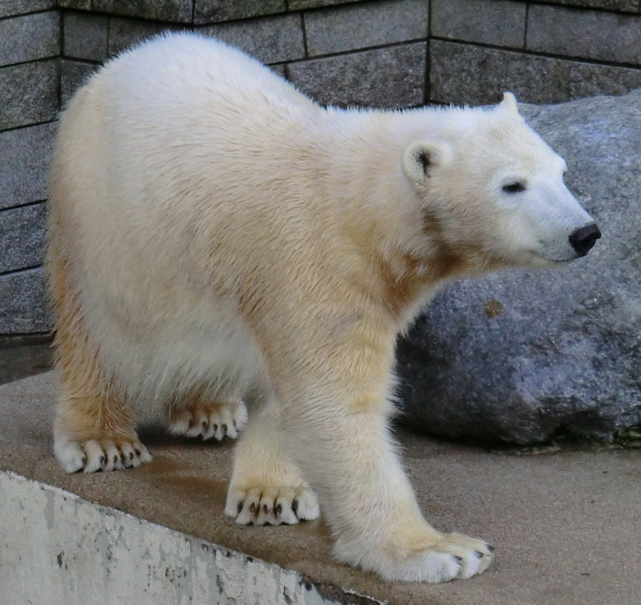 Eisbärjungtier ANORI am 17. Februar 2013 im Wuppertaler Zoo