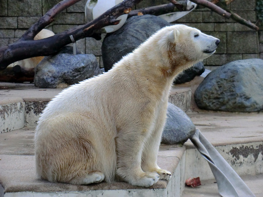 Eisbärjungtier ANORI am 17. Februar 2013 im Zoologischen Garten Wuppertal