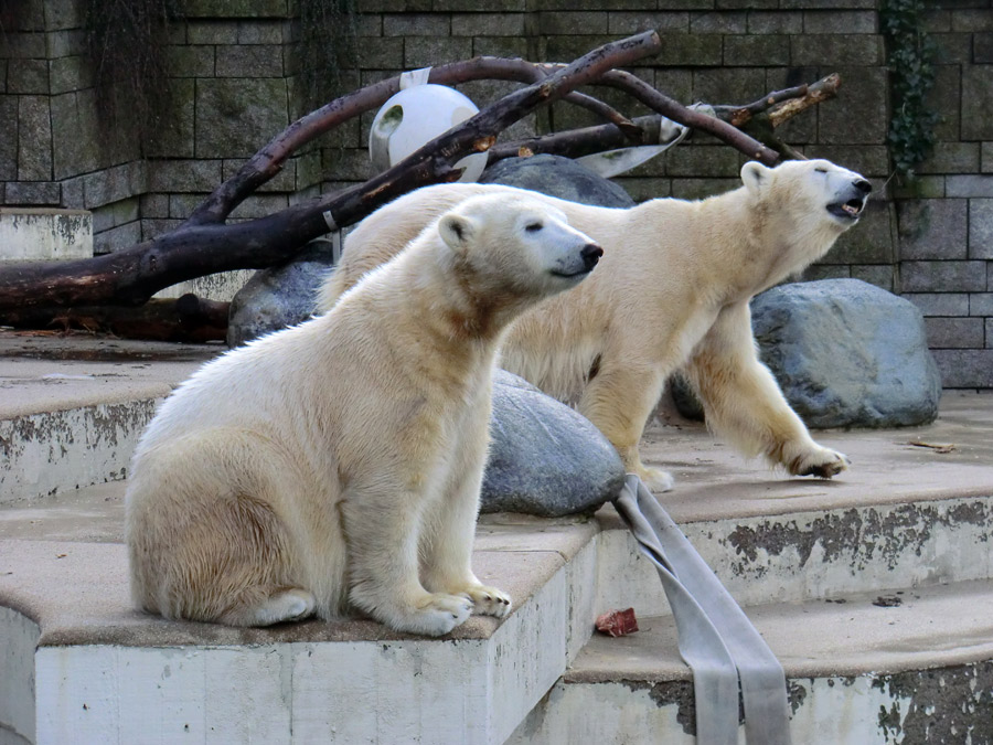 Eisbärjungtier ANORI und Eisbärin VILMA am 17. Februar 2013 im Zoo Wuppertal