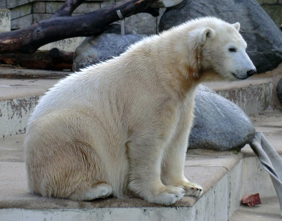 Eisbärjungtier ANORI am 17. Februar 2013 im Zoologischen Garten Wuppertal