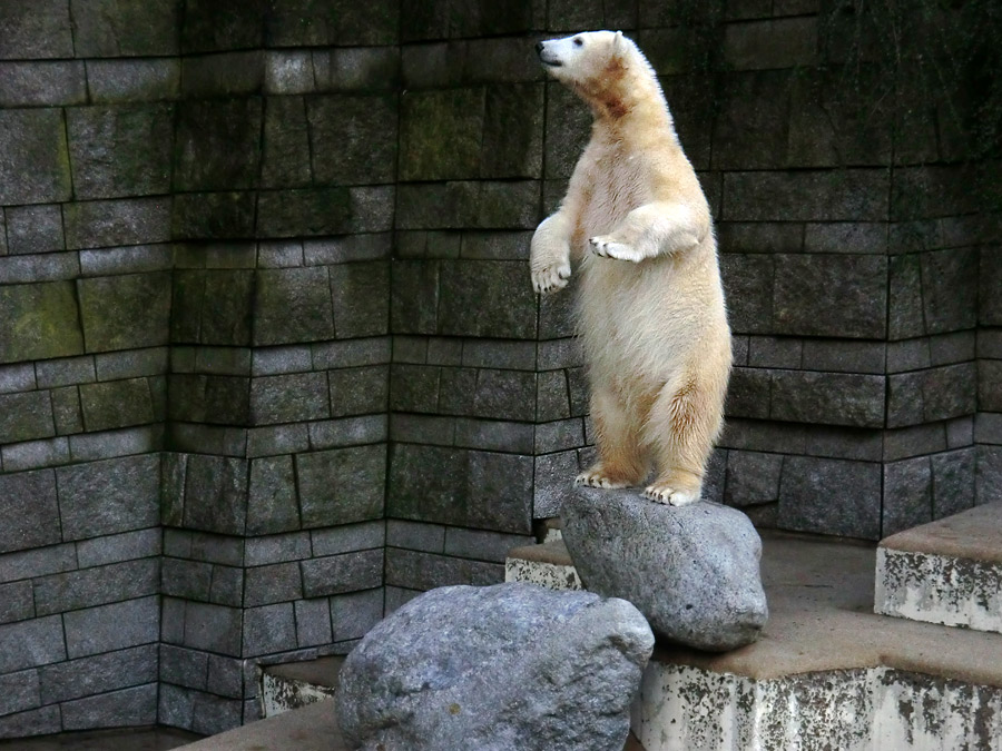 Eisbärjungtier ANORI am 17. Februar 2013 im Zoologischen Garten Wuppertal