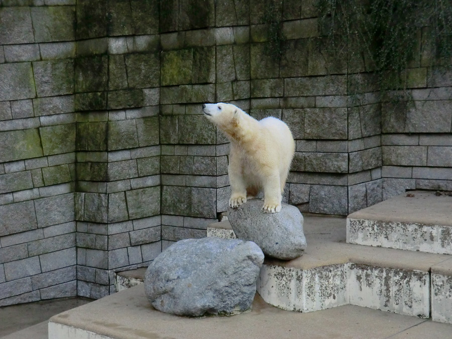 Eisbärjungtier ANORI am 17. Februar 2013 im Wuppertaler Zoo