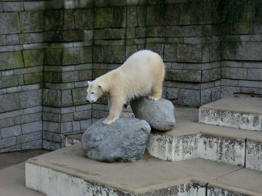 Eisbärjungtier ANORI am 17. Februar 2013 im Zoologischen Garten Wuppertal