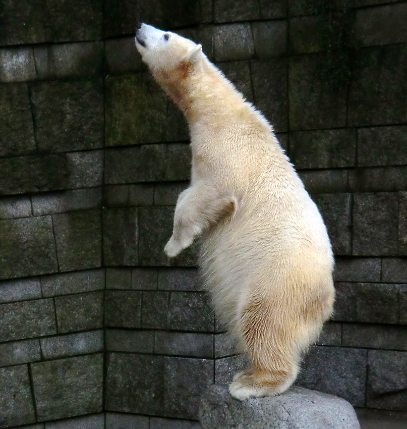 Eisbärjungtier ANORI am 17. Februar 2013 im Wuppertaler Zoo