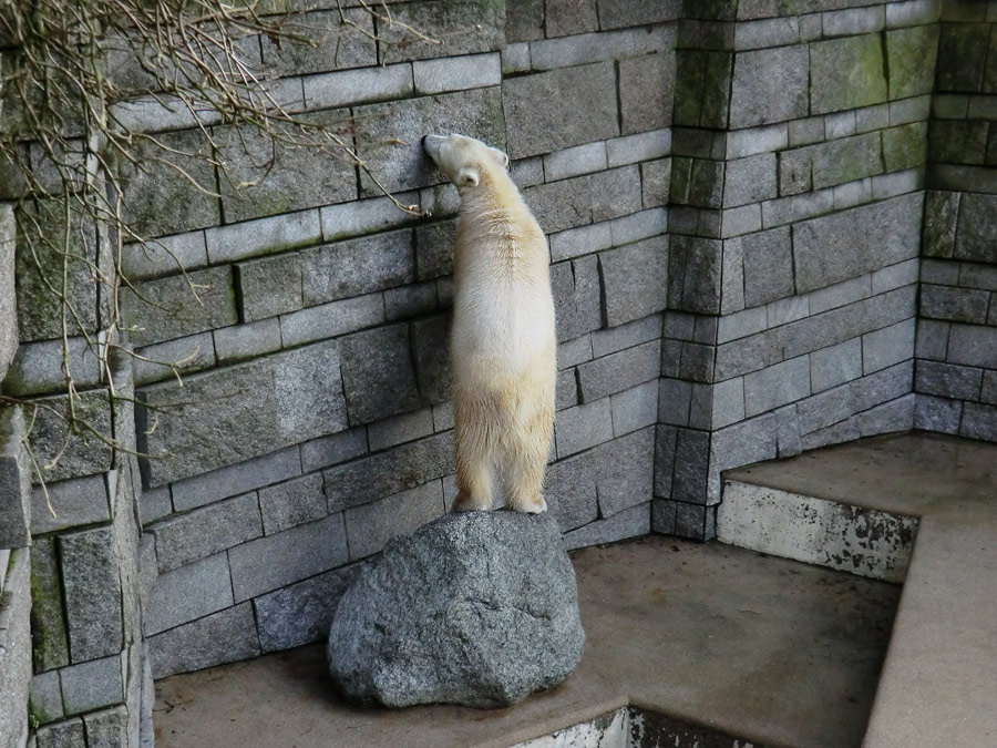 Eisbärjungtier ANORI am 17. Februar 2013 im Zoologischen Garten Wuppertal