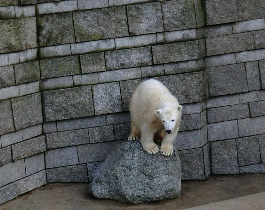 Eisbärjungtier ANORI am 17. Februar 2013 im Wuppertaler Zoo