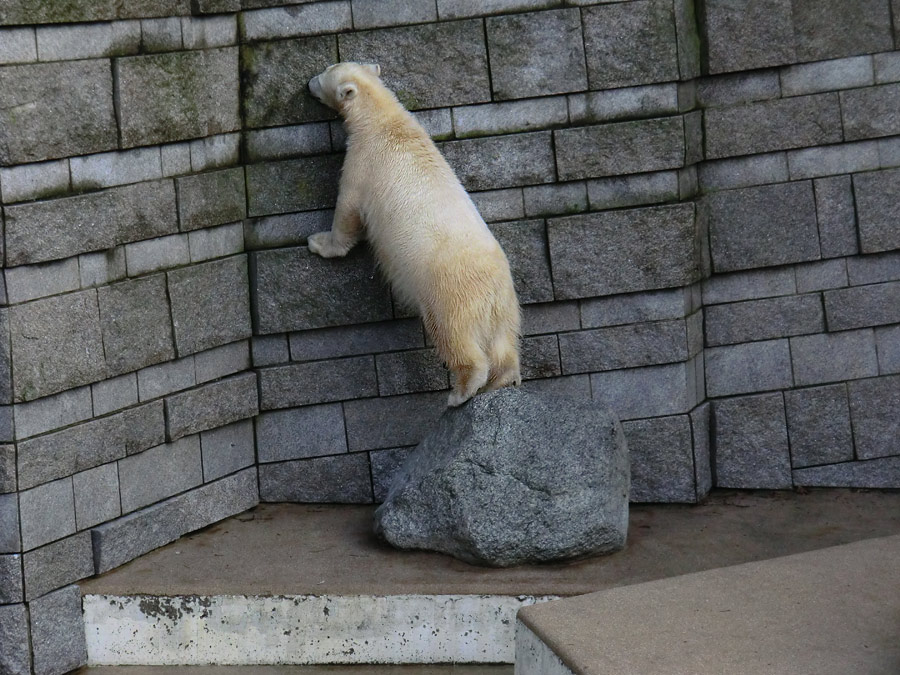 Eisbärjungtier ANORI am 17. Februar 2013 im Wuppertaler Zoo