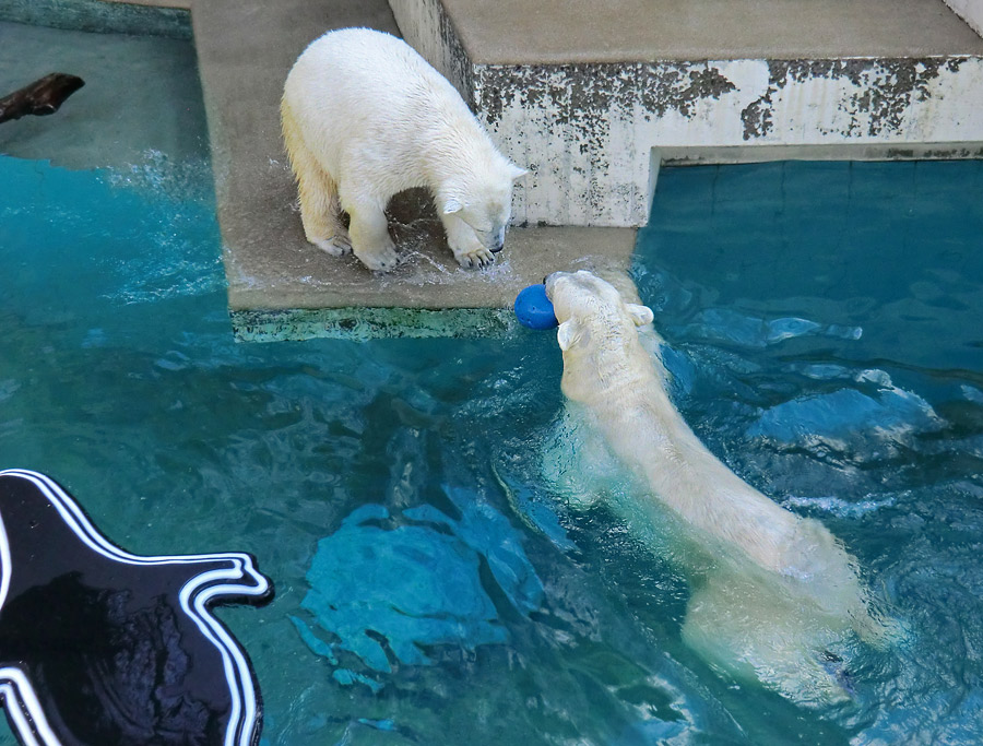 Eisbärjungtier ANORI und Eisbärin VILMA am 1. April 2013 im Zoo Wuppertal