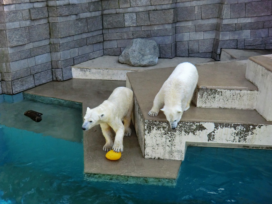 Eisbärin VILMA und Eisbärjungtier ANORI am 1. April 2013 im Wuppertaler Zoo