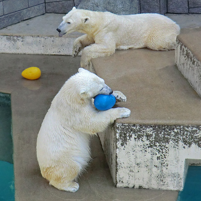 Eisbärjungtier ANORI und Eisbärin VILMA am 1. April 2013 im Wuppertaler Zoo