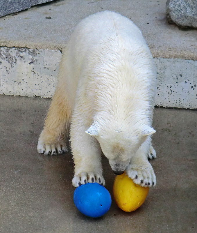 Eisbärjungtier ANORI am 1. April 2013 im Zoo Wuppertal