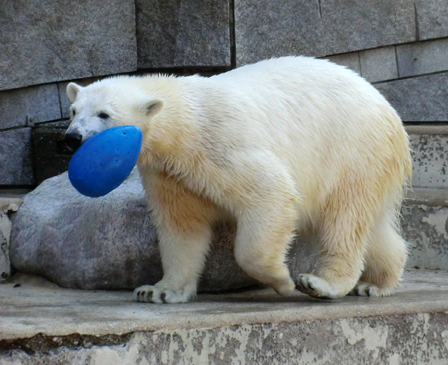 Eisbärjungtier ANORI am 1. April 2013 im Zoologischen Garten Wuppertal