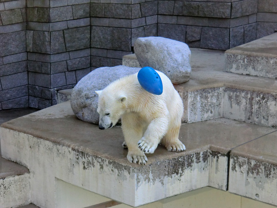 Eisbärjungtier ANORI am 1. April 2013 im Wuppertaler Zoo