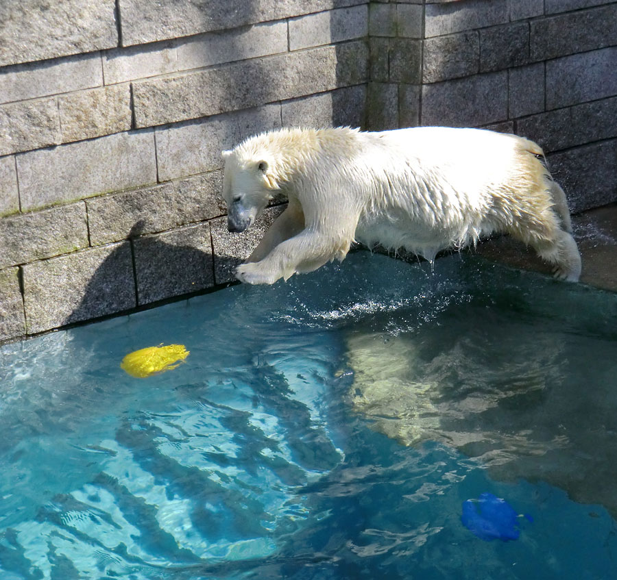 Eisbärjungtier ANORI am 1. April 2013 im Wuppertaler Zoo