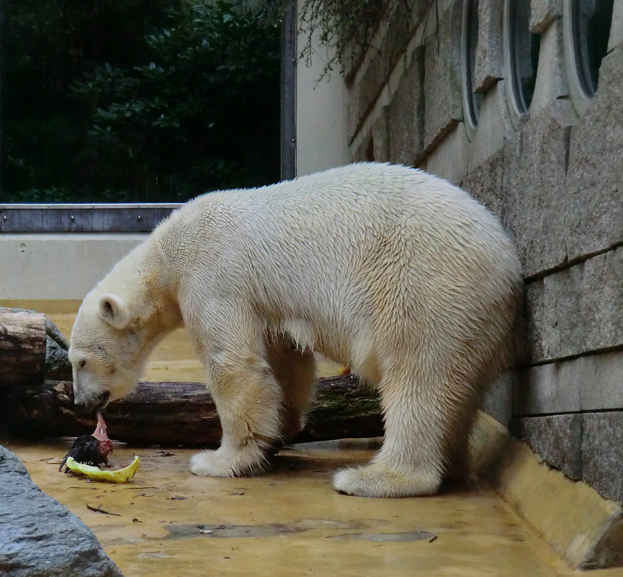 Eisbärin VILMA am 13. Mai 2013 im Wuppertaler Zoo