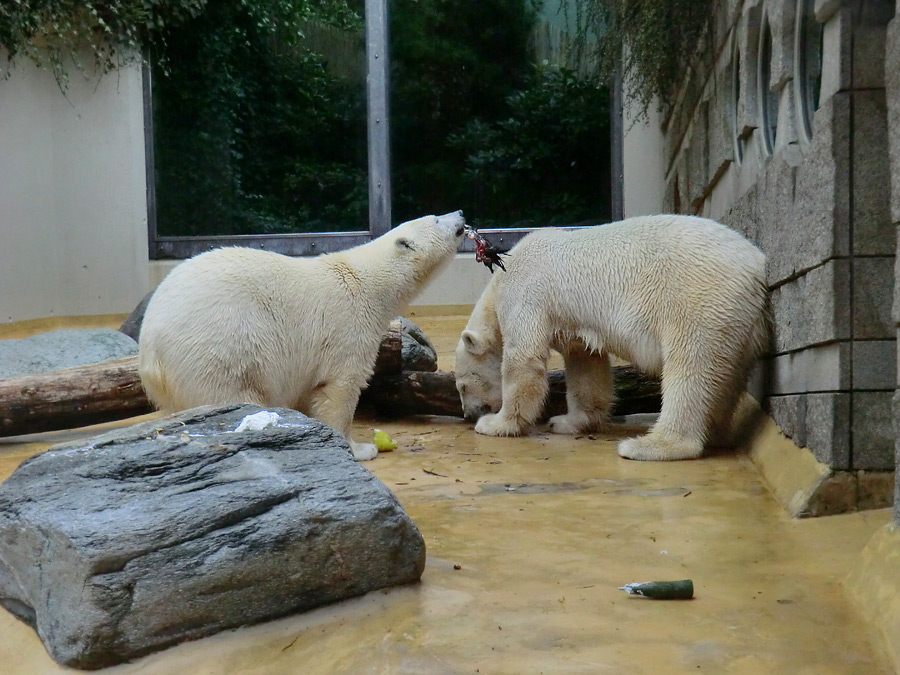 Eisbärjungtier ANORI und Eisbärin VILMA am 13. Mai 2013 im Zoo Wuppertal