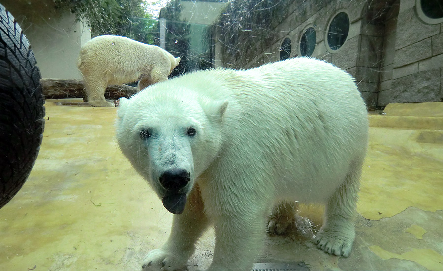 Eisbärjungtier ANORI und Eisbärin VILMA am 13. Mai 2013 im Zoo Wuppertal