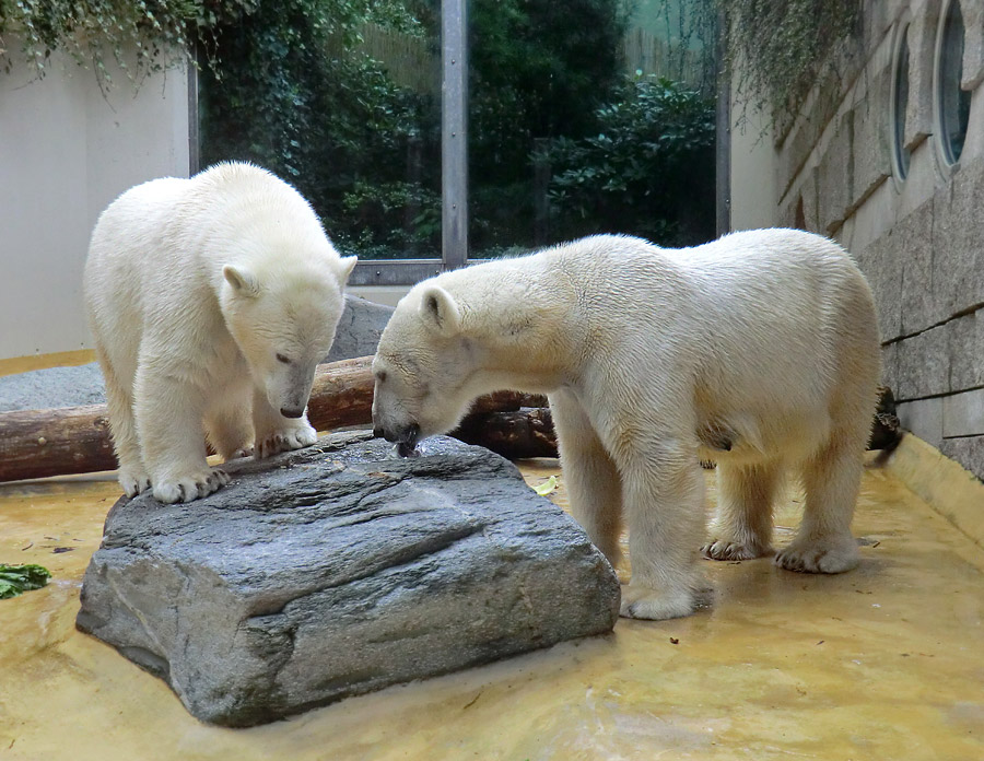 Eisbärjungtier ANORI und Eisbärin VILMA am 13. Mai 2013 im Zoologischen Garten Wuppertal