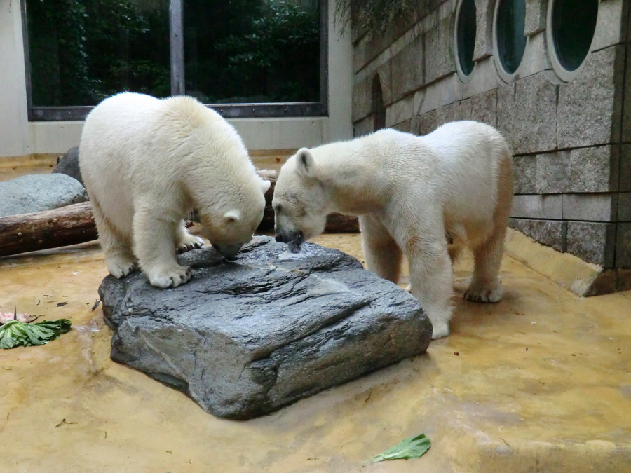 Eisbärjungtier ANORI und Eisbärin VILMA am 13. Mai 2013 im Zoologischen Garten Wuppertal