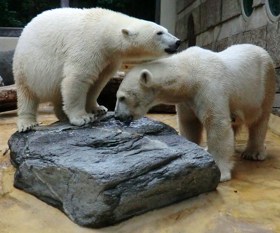 Eisbärjungtier ANORI und Eisbärin VILMA am 13. Mai 2013 im Zoo Wuppertal