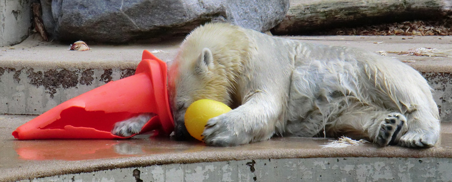 Eisbärjungtier ANORI am 11. August 2013 im Wuppertaler Zoo