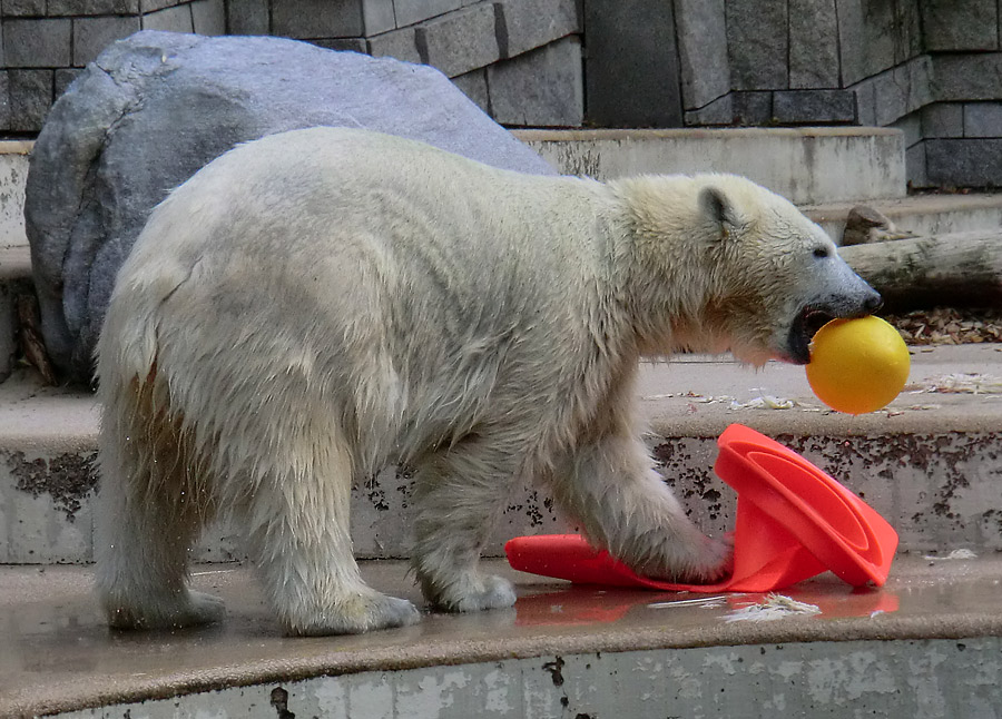 Eisbärjungtier ANORI am 11. August 2013 im Zoo Wuppertal