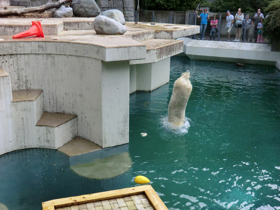 Eisbärjungtier ANORI am 11. August 2013 im Zoologischen Garten Wuppertal
