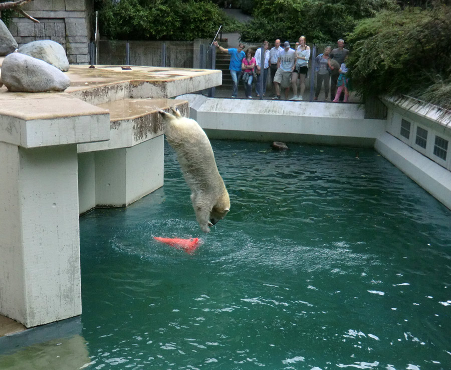 Eisbärjungtier ANORI am 11. August 2013 im Wuppertaler Zoo