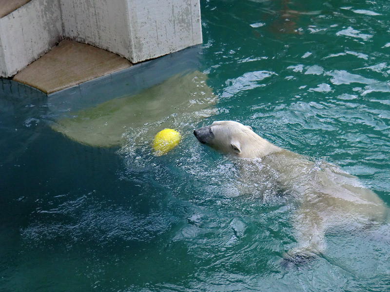 Eisbärjungtier ANORI am 11. August 2013 im Zoologischen Garten Wuppertal