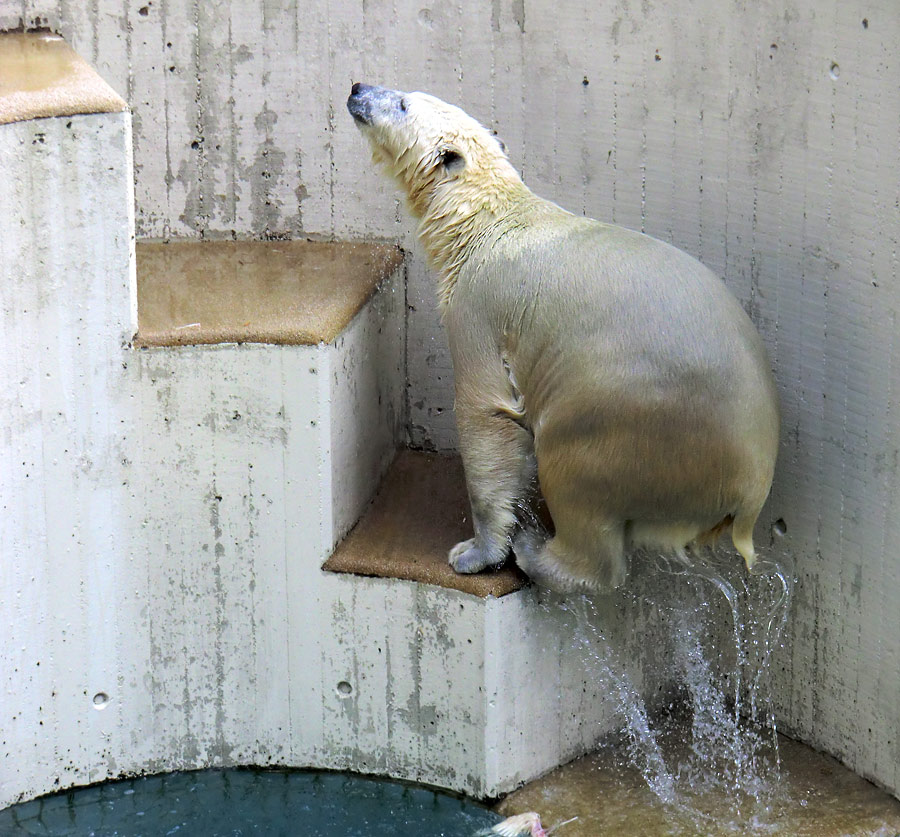 Eisbärjungtier ANORI am 11. August 2013 im Wuppertaler Zoo