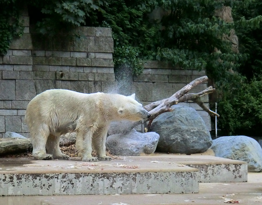 Eisbärin VILMA am 11. August 2013 im Zoologischen Garten Wuppertal