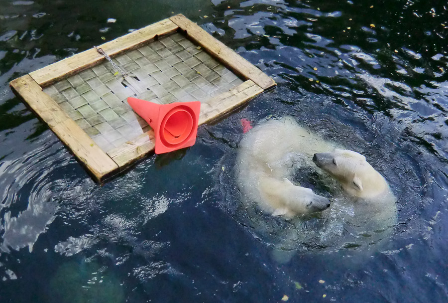 Eisbären am 16. September 2013 im Wuppertaler Zoo