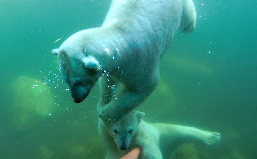 Eisbären am 16. September 2013 im Zoo Wuppertal