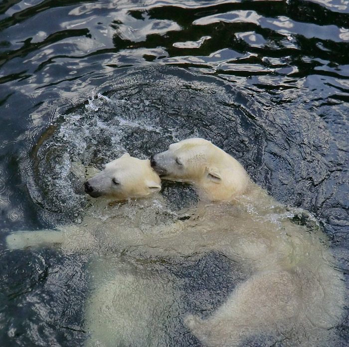 Eisbären am 16. September 2013 im Wuppertaler Zoo