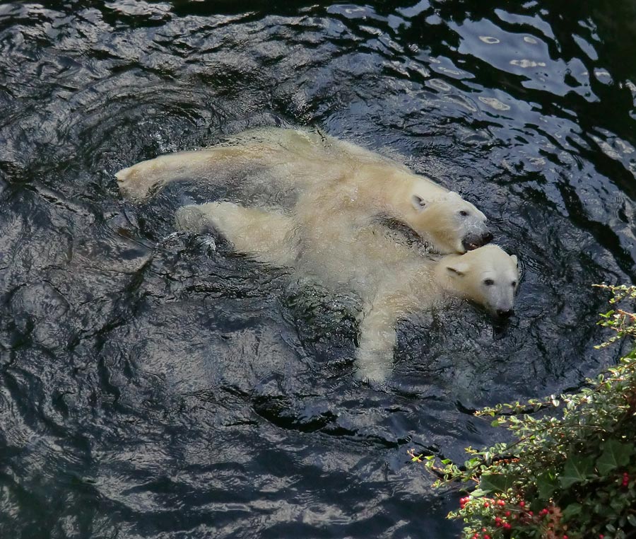 Eisbären am 16. September 2013 im Wuppertaler Zoo