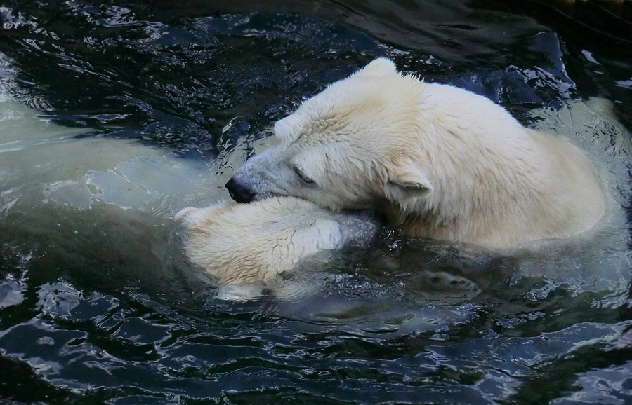 Eisbären am 16. September 2013 im Wuppertaler Zoo