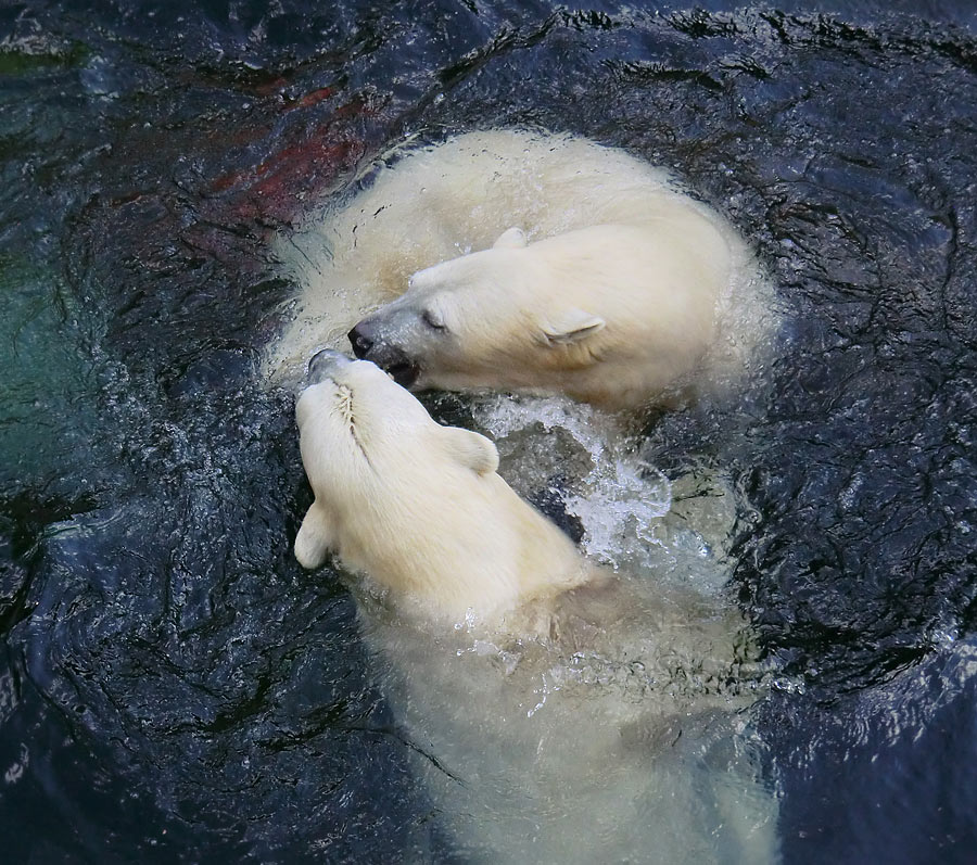 Eisbären am 16. September 2013 im Zoo Wuppertal