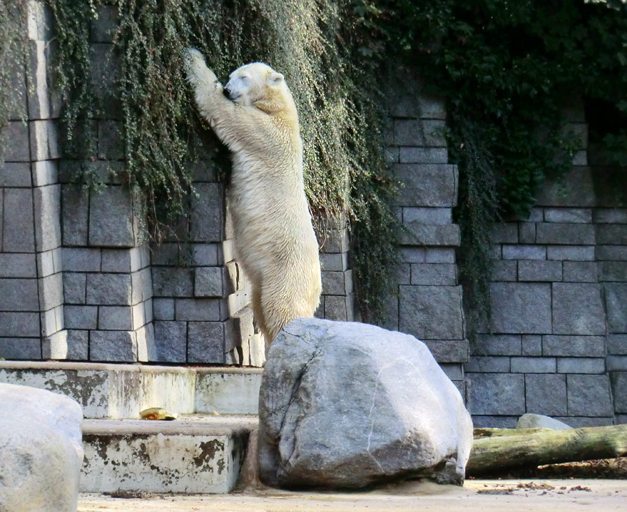 Eisbärin VILMA am 16. September 2013 im Zoo Wuppertal