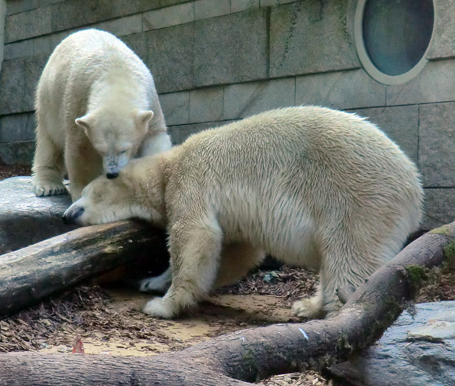 Eisbären am 16. September 2013 im Zoologischen Garten Wuppertal