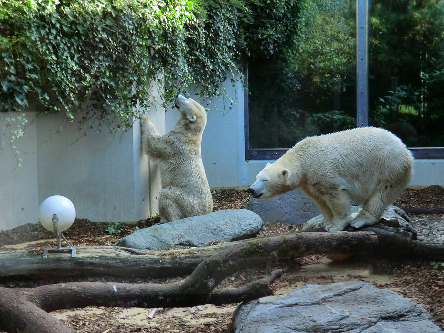 Eisbären am 16. September 2013 im Wuppertaler Zoo