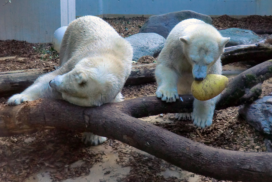 Eisbären am 16. September 2013 im Zoo Wuppertal