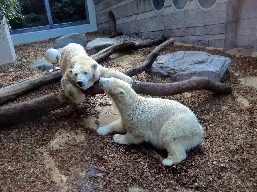 Eisbären am 16. September 2013 im Zoologischen Garten Wuppertal