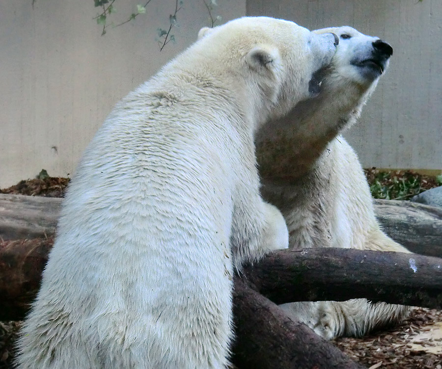 Eisbären am 16. September 2013 im Zoologischen Garten Wuppertal