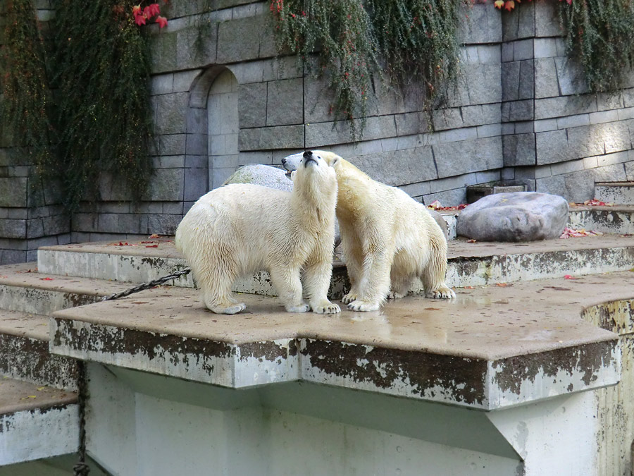 Eisbärjungtier ANORI und Eisbärin VILMA im Wuppertaler Zoo am 18. Oktober 2013