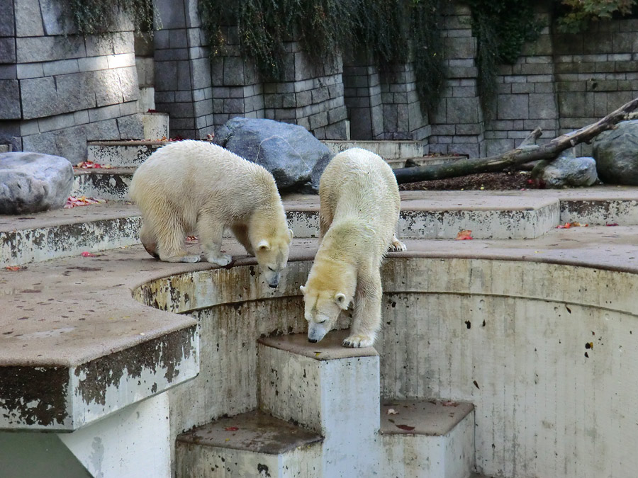 Eisbärjungtier ANORI und Eisbärin VILMA im Zoo Wuppertal am 18. Oktober 2013