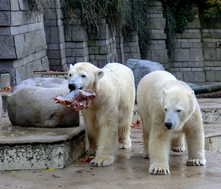 Eisbärin VILMA und Eisbärjungtier ANORI im Wuppertaler Zoo am 18. Oktober 2013