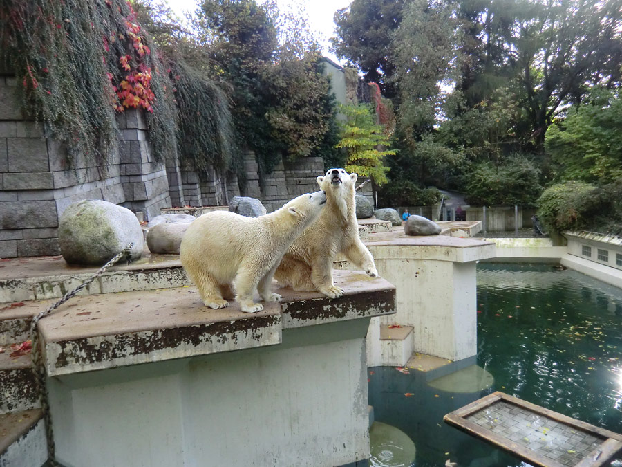 Eisbärjungtier ANORI und Eisbärin VILMA im Wuppertaler Zoo am 18. Oktober 2013