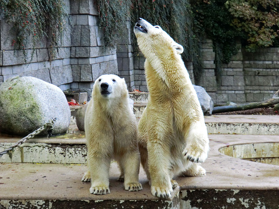 Eisbärjungtier ANORI und Eisbärin VILMA im Zoo Wuppertal am 18. Oktober 2013